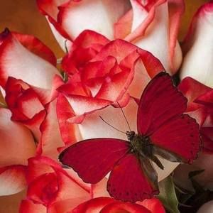 Meet your Posher, Sandy